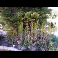 Osmunda regalis (fam Osmondacees) (2)